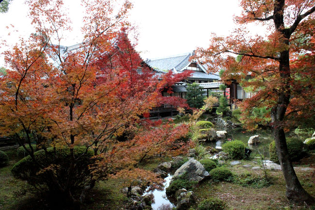 京都の紅葉◇大覚寺＆紅茶専門店「MISSLIM」』嵐山・嵯峨野