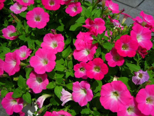 長野駅から徒歩で善光寺へ。<br />ちゃきちゃき歩けば30分程度なのでしょうが、私は沿道の花を見たりお蕎麦を食べたりお店にはいったりとだいぶ寄り道しながら歩いたので、かなり時間がかかりました。<br />しかしそれもまたよし。この日はノープランで時間だけはあったから。