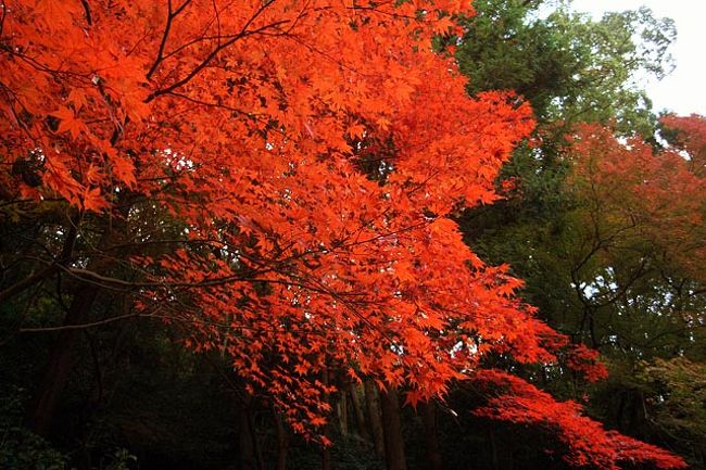 思い立ったが吉日紅葉狩り 布引の滝 徳光院編 神戸 兵庫県 の旅行記 ブログ By まいまいさん フォートラベル