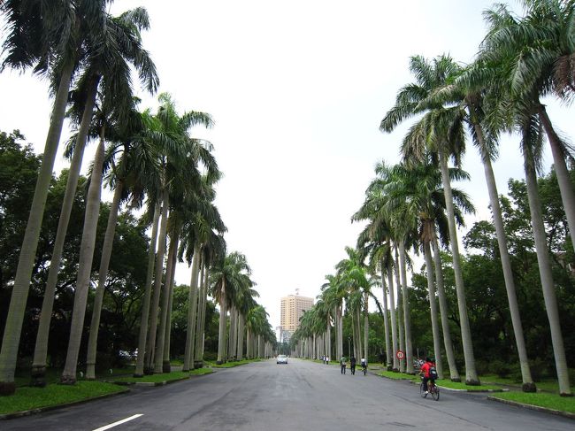 正門から続く椰子並木道。