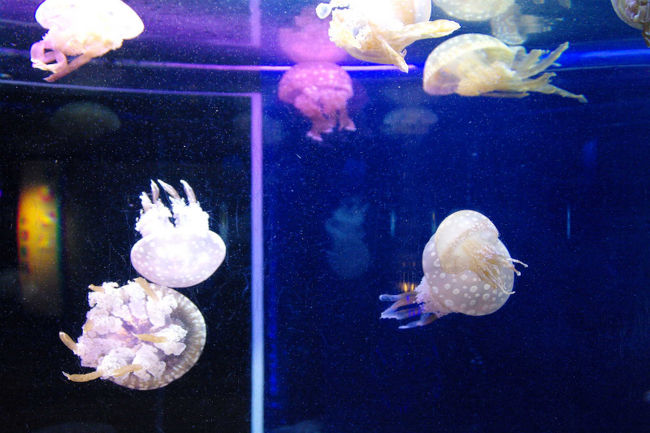 ドラマ 流れ星 の舞台になった 新江の島水族館 の漂うクラゲと相模湾の魚たち 藤沢 江ノ島 神奈川県 の旅行記 ブログ By Canさん フォートラベル