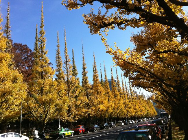 いちょう並木を散策です<br /><br />まばゆいばかりの黄金色！