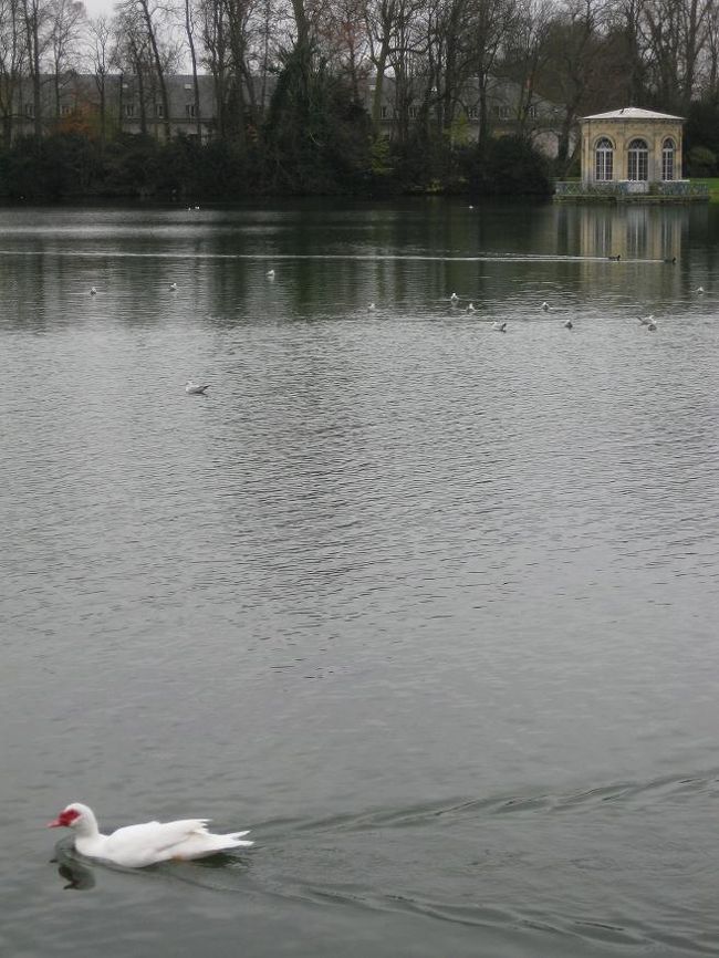 アヒル？がついーっと目の前を通過。