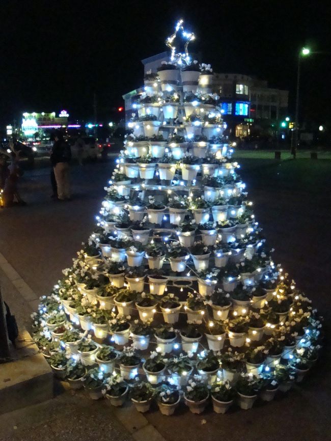 シクラメンの鉢植えのツリー