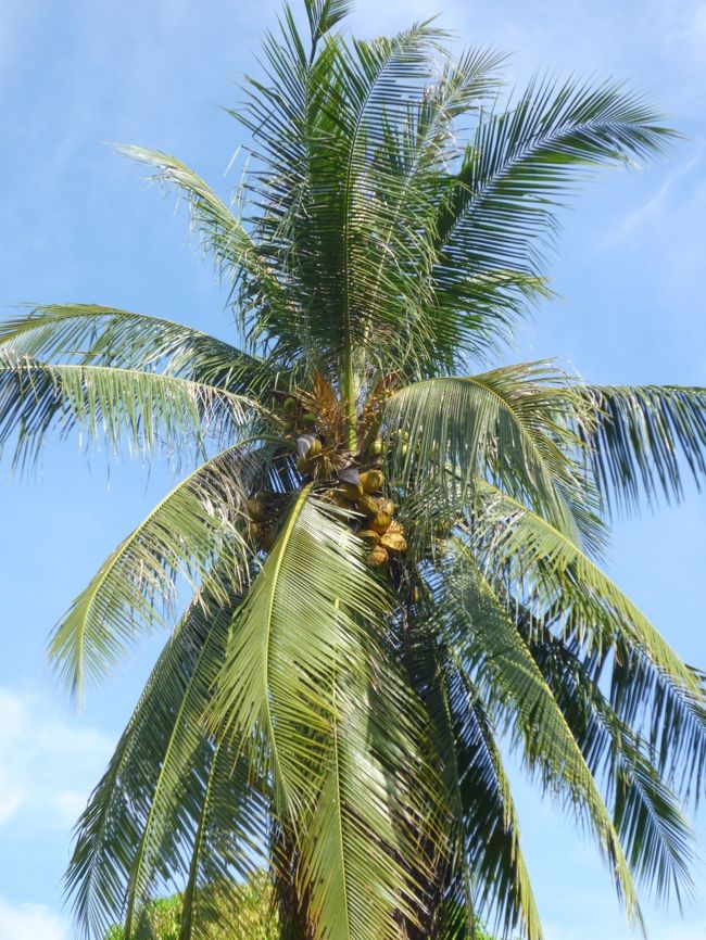 椰子の木