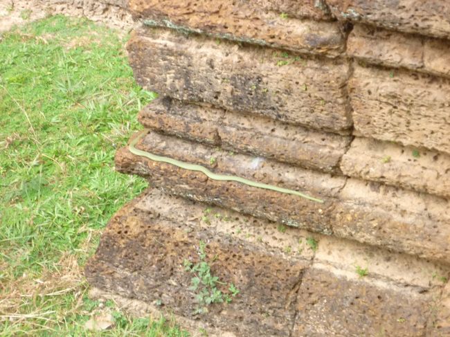 周壁にいたへび