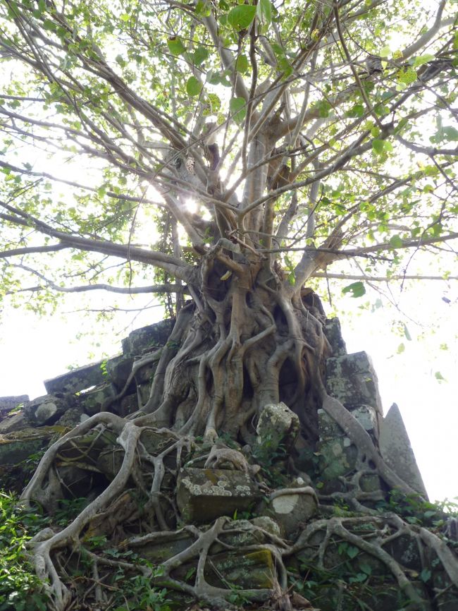 崩れた石材の上にスポアン