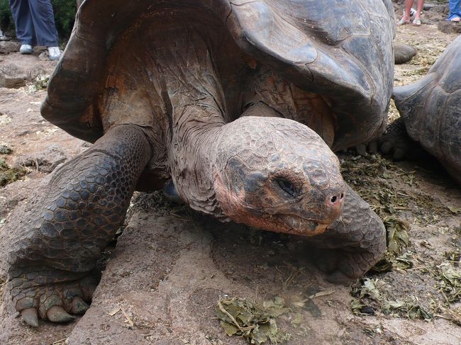 <br /><br /><br /><br />ロンサムジョージ翁<br /><br />お亡くなりになりました。合掌。。。