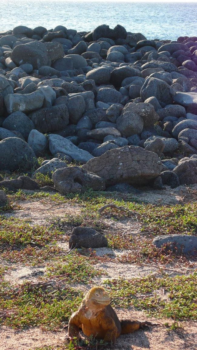 <br /><br />決められた歩くコースから出れないので、<br />望遠カメラは要るなと思いました。