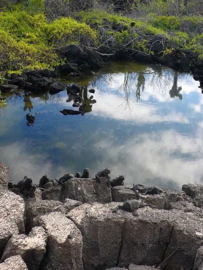 ここの島は「海イグアナ」がいっぱいの島みたいです。