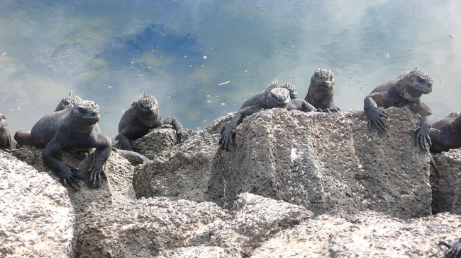 <br /><br />海イグアナ