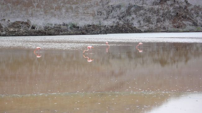 <br />フラミンゴ<br /><br /><br />お昼ごはんを食べにいったん船に戻り、<br /><br />午後から再び上陸です。