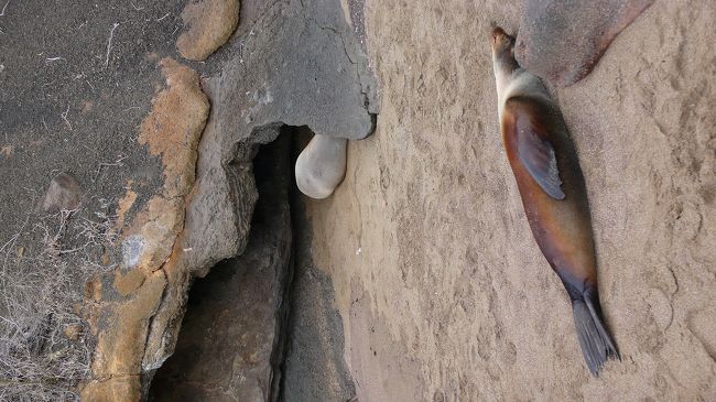 <br /><br />死んでません。<br /><br /><br /><br />へいきに、昼ね中。