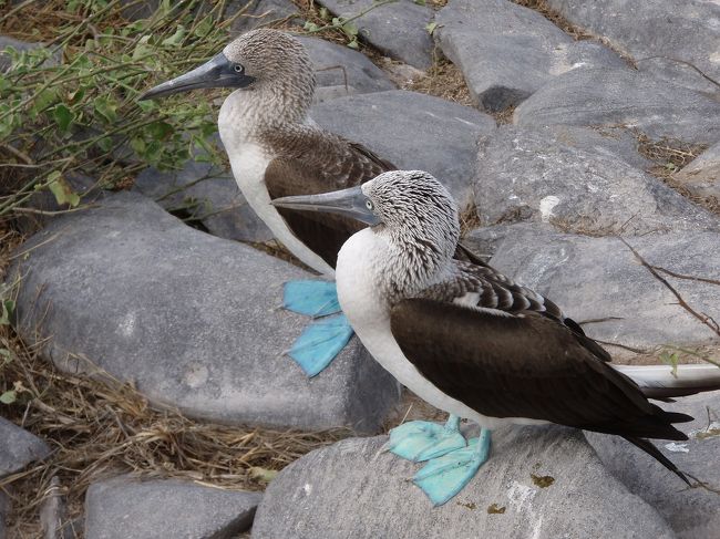 <br /><br />いろんな鳥もいました。<br /><br />その中でこいつらがお気に入りになりました。<br /><br />青足カツオ鳥(ブービー)。<br /><br /><br />この鳥は、結婚したら夫婦とても仲良く暮らします。<br /><br />「遊んでーー」っていう意味らしいです。<br />それがとってもかわいいです。<br /><br /><br />