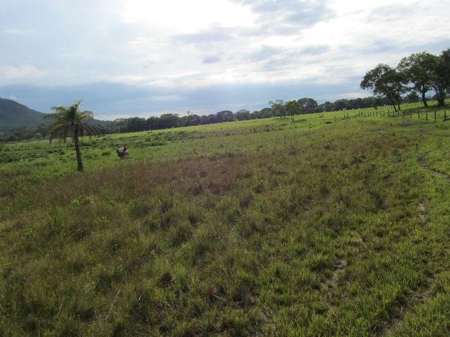 馬に乗ること３時間、、、、マンゴーの木を探ながら牧場をさまよいます