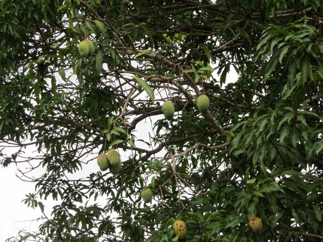 木に登ってマンゴを取り