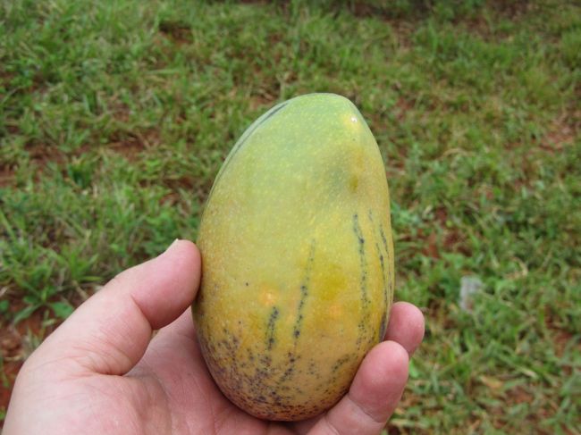 一番食べごろのマンゴにかぶりつきます