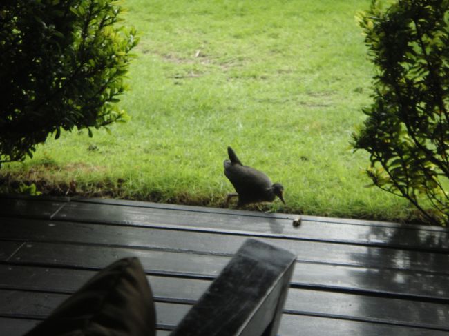 レストランにたびたび訪れて、みんなの関心を集めていたトリ。