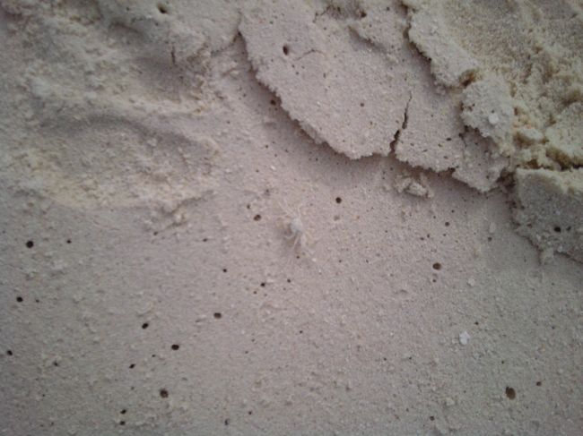 ちょっとわかりづらいですが、白くてとっても小さいカニさん。