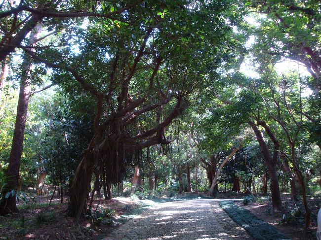 木のトンネルみたい