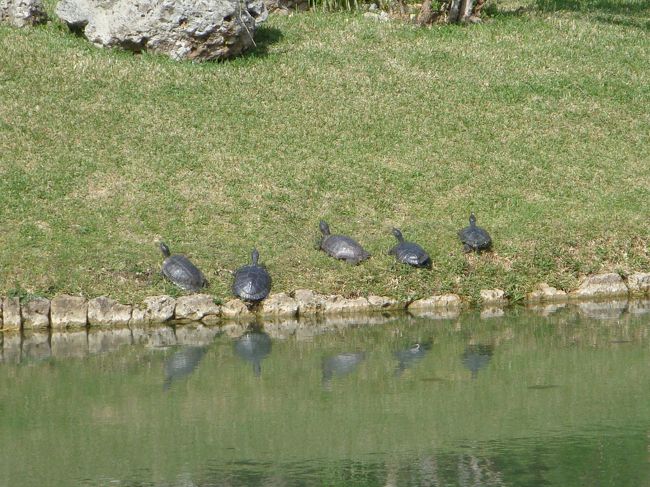 日向ぼっこ中の亀