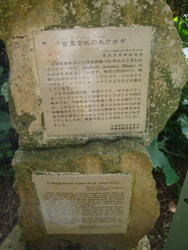 付近地図を発見！<br />大アカギの木の事も書かれていた<br /><br />とりあえず、地図を覚えて進む　=３=３<br /><br /><br />何だか、山道になって、草ボウボウの道を歩き進む・・・<br />間違ったかな。。。道。。