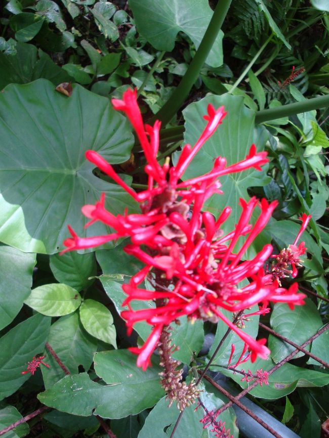 木の根近くには、この赤い花が咲いていました