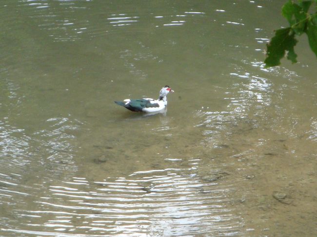 不思議な鳥発見！