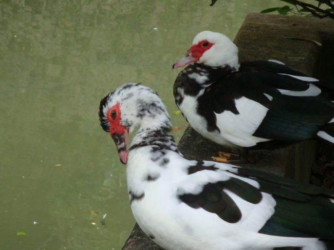 さっきの鳥が、池から上がってきました