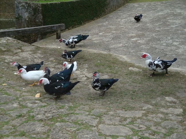 女の子が、パンの耳を撒いて、食べさせていました<br /><br />池から、たくさんの鳥が上がってきて、パンをつついていました