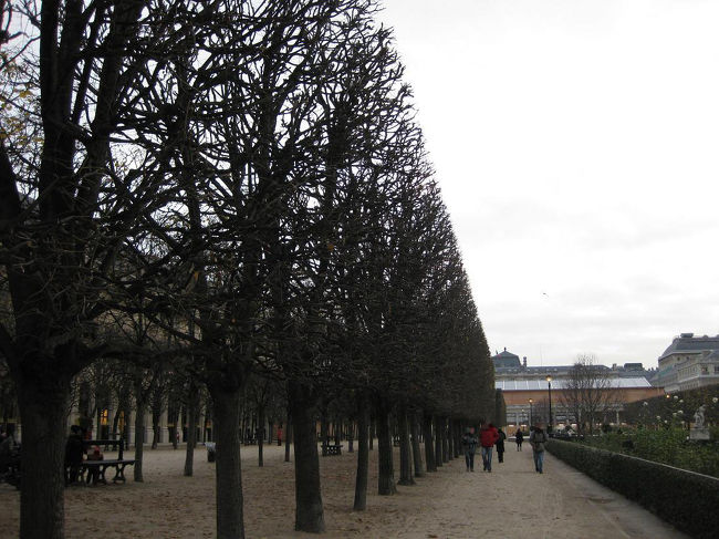 ここの木も、きっちり枝が切りそろえられています。<br />葉っぱは全部落ちてしまったみたいですが、あれば綺麗な並木道なんだろうなぁと想像しながら歩きました。