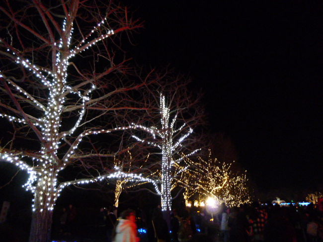 街路樹もオシャレに着替えてますね。