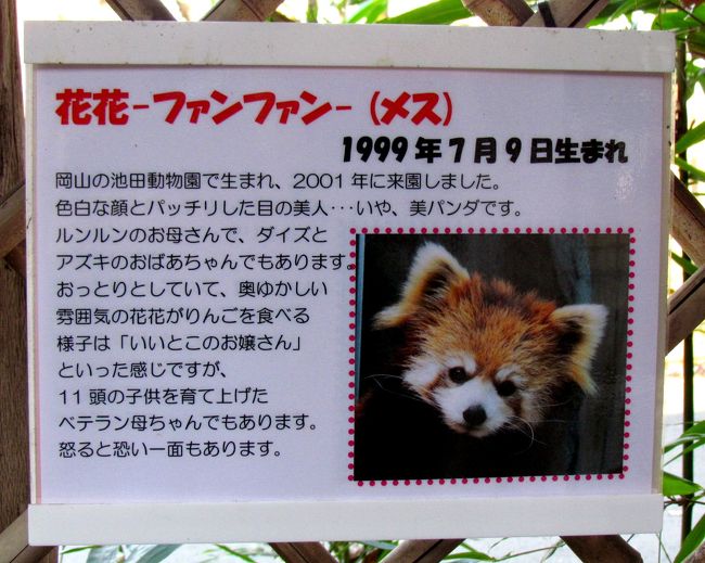 Xmasレッサーパンダ紀行【4】 多摩動物公園 クリスマス・イブ