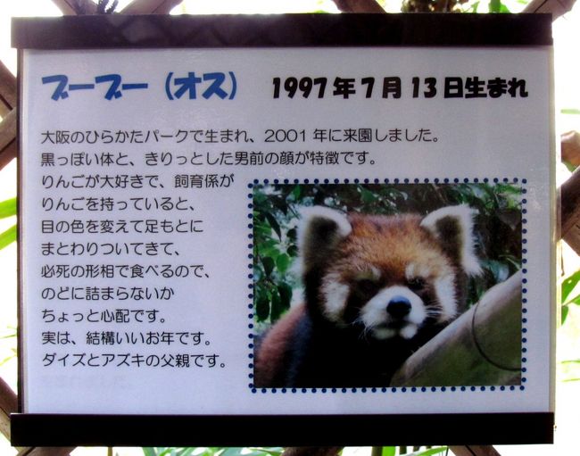 Xmasレッサーパンダ紀行【4】 多摩動物公園 クリスマス・イブ Xmasレッサーパンダ紀行【4】 多摩動物公園 クリスマス・イブ