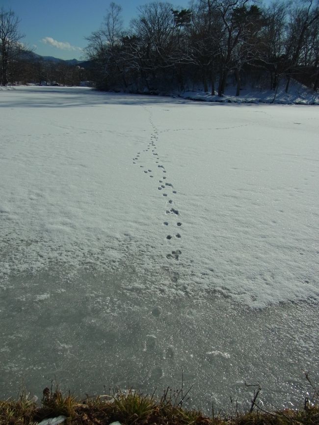 大沼から函館までは電車を利用する事にして<br />その時間まで散策路を歩いてみました。<br />大沼も小沼もほとんど氷結していて<br />雪原のような風景が広がっていました。<br /><br />動物の足跡があるとこを見ると<br />氷には結構厚みがあるのかな？？？