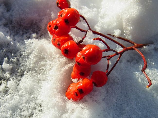 五島軒を後にして<br />ちょっとだけ元町を散策します。<br /><br /><br />大三坂ではナナカマドの実がたくさん落ちてました。