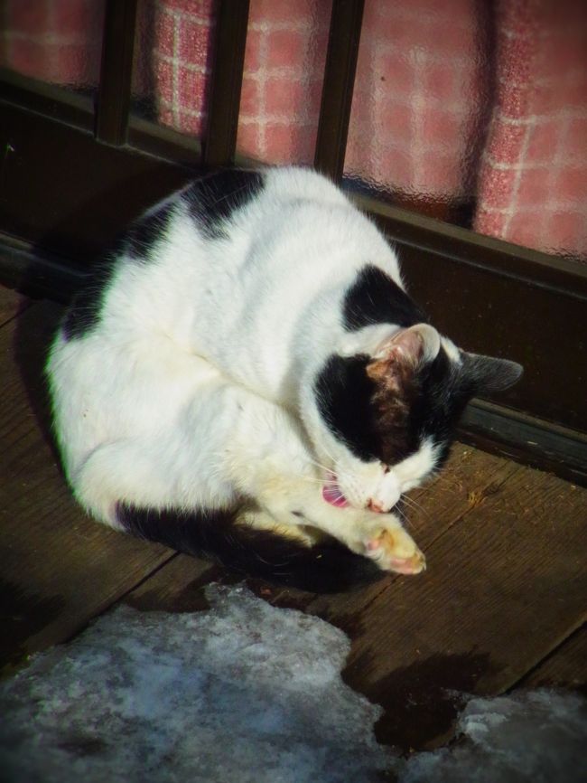 冬はニャンコに会う機会が少ないね。