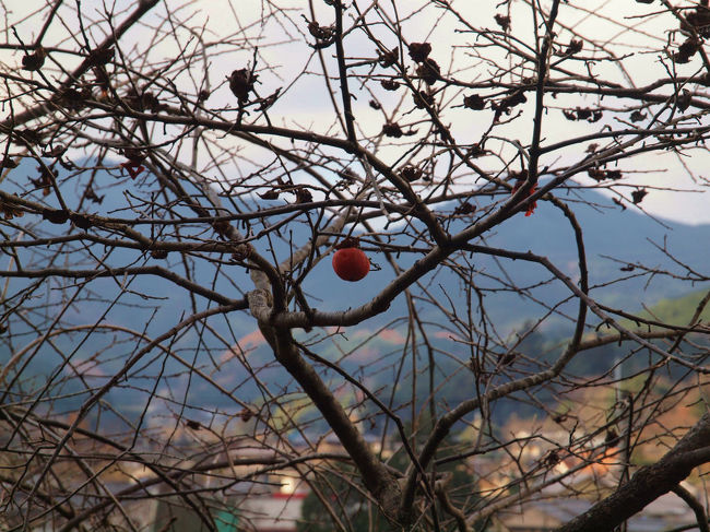 残る柿の実<br /><br />　野鳥のためにでしょう