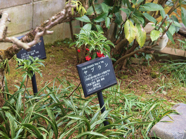 入口付近にも<br /><br />　花の好きな人なら是非　おすすめ。<br /><br />四季折々の花が咲く　森野旧薬草園