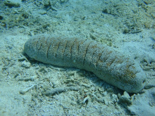 ナマコです。ナマコには心臓がないそうです。