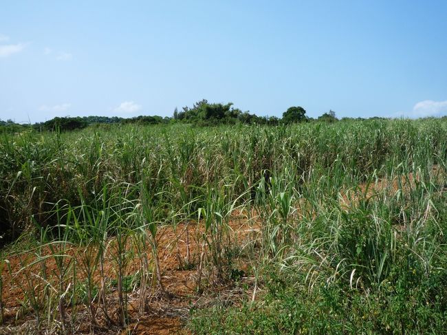 その後、サトウキビ畑へ！<br /><br />畑の中を走り回って、島人になりきりました^^<br /><br />(勝手に入ってよかったのかは未だに謎…)