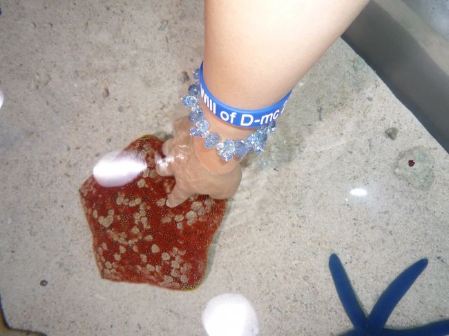 まずはヒトデやナマコとの触れ合いコーナーで大はしゃぎ！<br /><br />勇気を出して私もヒトデに触りました。<br /><br />さすがにナマコまでを掴む勇気はなかった…。