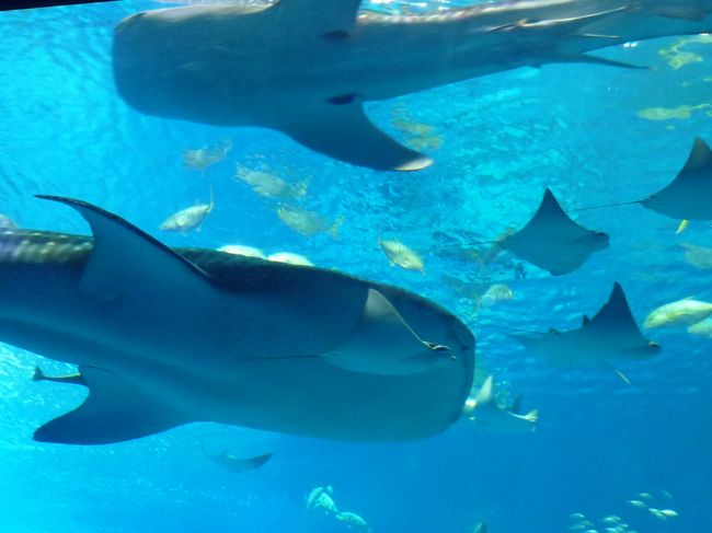 近くでみるとさらにダイナミック！！！<br /><br />間近で見るジンベイザメの大きさに圧巻されます。<br />