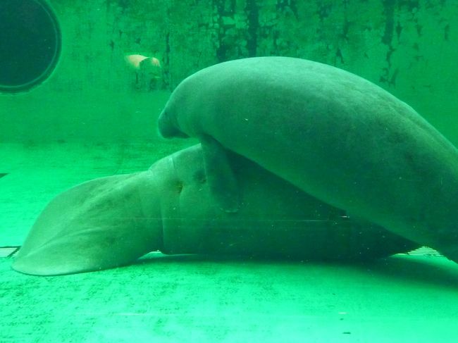 ジュゴンです。<br /><br />親子のようでした！