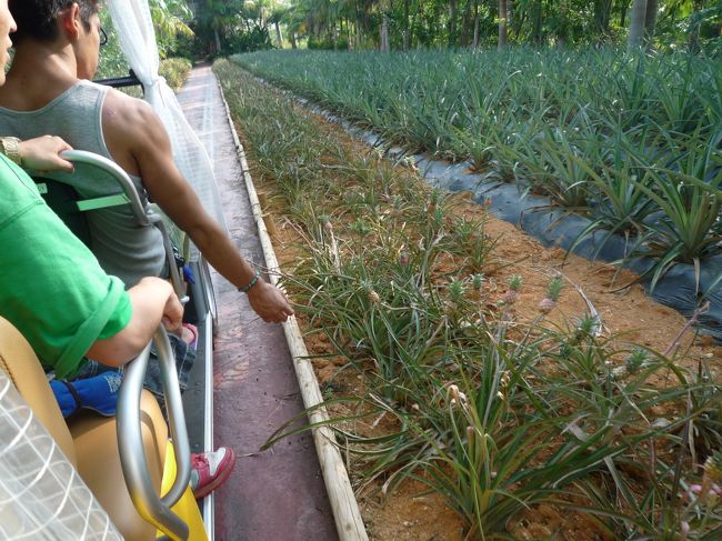パイナップルってこうやって生えるのですね〜。<br />知らなかった〜！！！<br /><br />ちなみに、パイナップル畑の見学後は、館内でパイナップルのワインを試飲できたり、フレッシュなパイナップルの食べ放題ができます！<br /><br />お土産屋さんに置いてある品の種類も豊富で、ついつい色んなお菓子を試食してしまいました〜笑