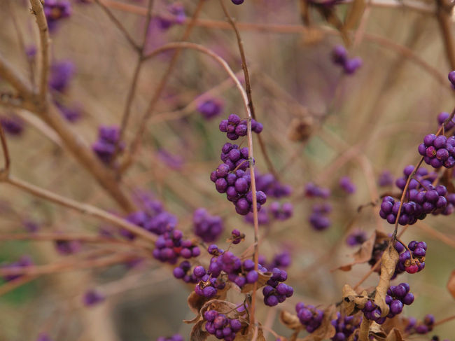 むらさきしきぶ