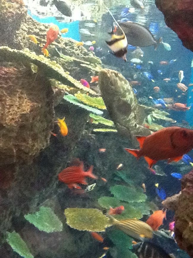 鴨川シーワールドの魚たち。