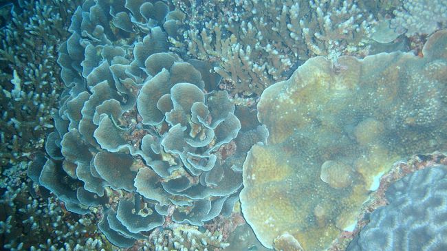 キャベツのようなサンゴ<br />色々な種類のサンガが元気です。