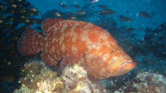 アザハタ夫婦も前回と変わらず、惜しげなく姿を見せてくれました。