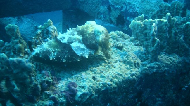 わかりにくいけどコブシメです。<br />怒って（イカって）いてとげとげが出ています。